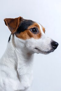 Puppy pet adorable