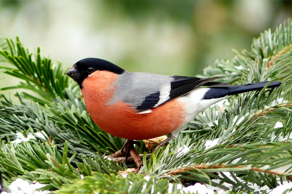 Animal pyrrhula foraging