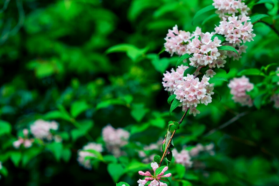 Green flowers pink