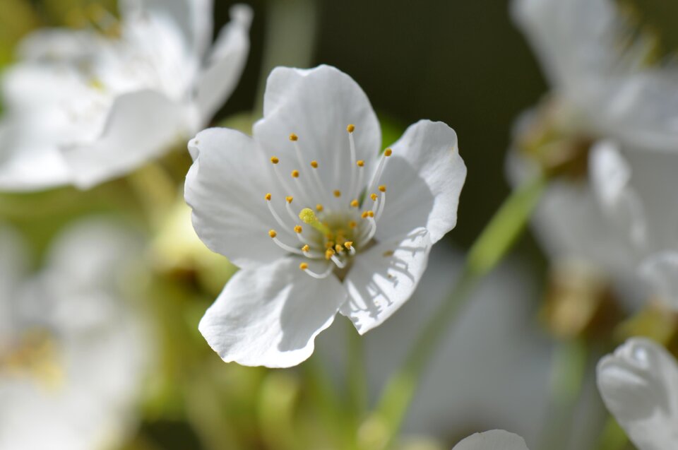 Blossom bloom macro