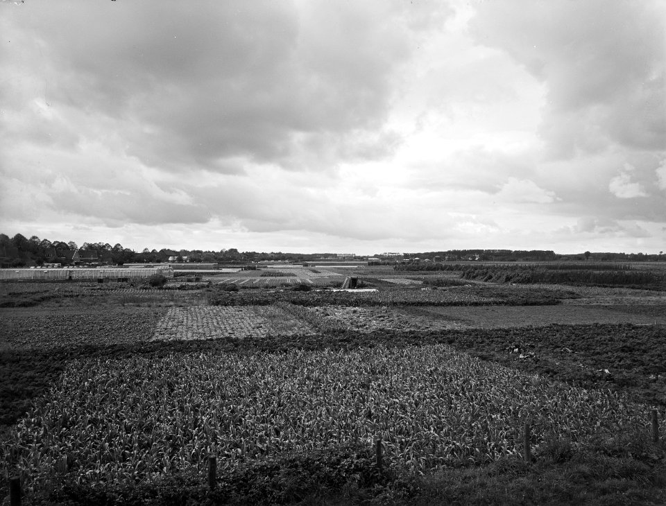 Karakteristieke landschappen, ruilverkavelingen, tuinbouwcentra, hoven de, Bestanddeelnr 164-0162