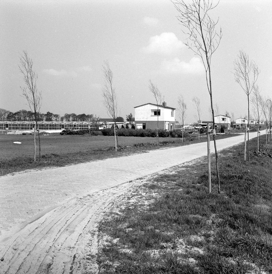 Karakteristieke landschappen, tuinbouwcentra, erica, Bestanddeelnr 164-0247