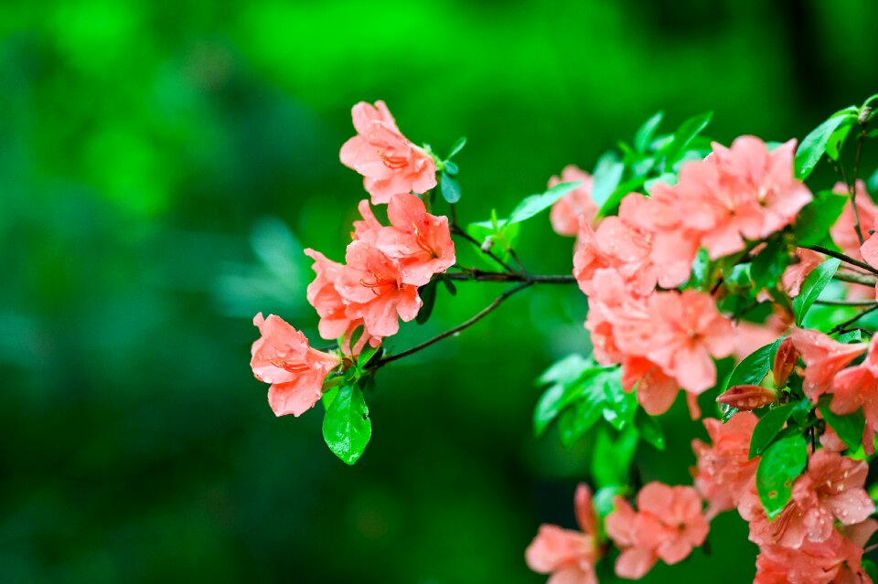 Flowers azalea japan