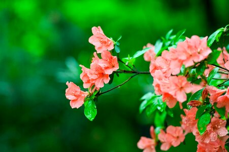 Flowers azalea japan