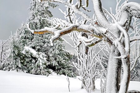 Snow snow magic tree