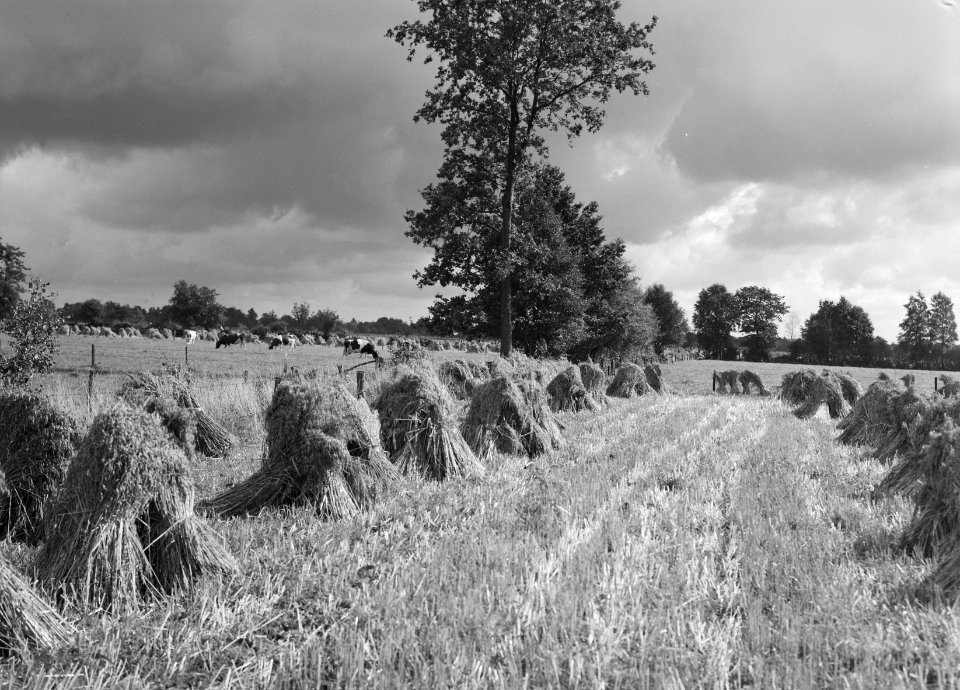 Karakteristieke landschappen, rogge, Nieuw-Heeten, Bestanddeelnr 250-8206
