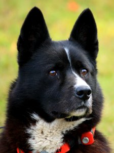 Karjalankarhukoira, Karelian Bear Dog, head with tracking collar