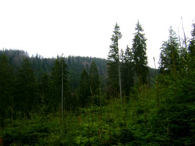 Karkulka mit