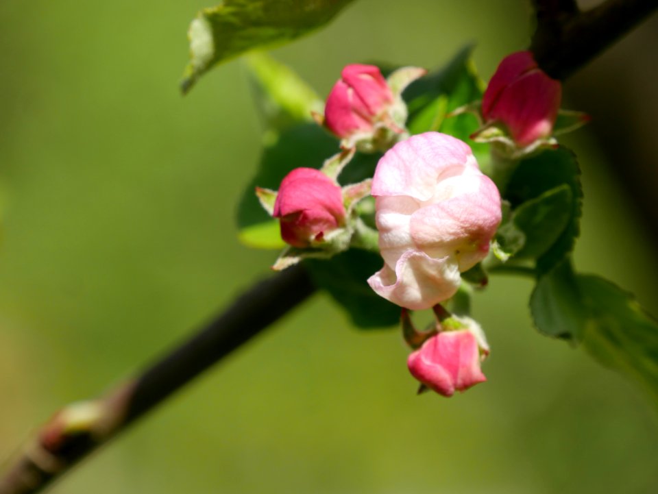 Kardinal Bea Freilichtmuseum Roscheider Hof Knospen H2