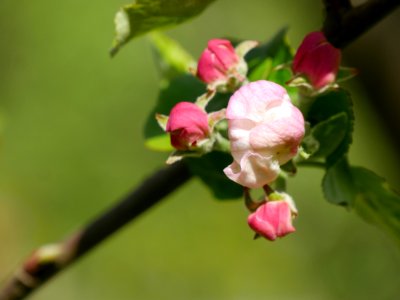 Kardinal Bea Freilichtmuseum Roscheider Hof Knospen H2