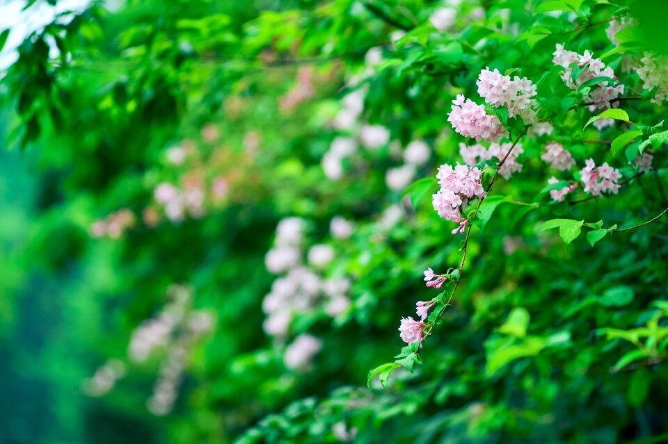 Green flowers pink
