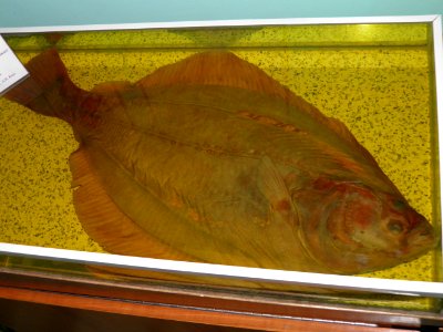 Kareius bicoloratus