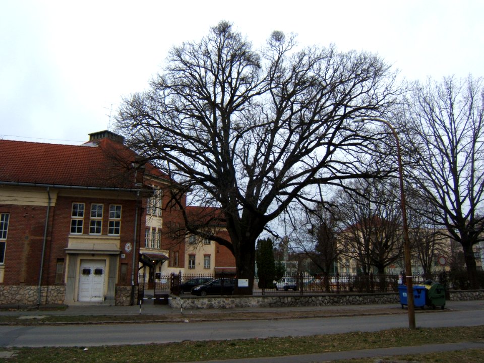 Kaposvár, a Szabadságfa télen