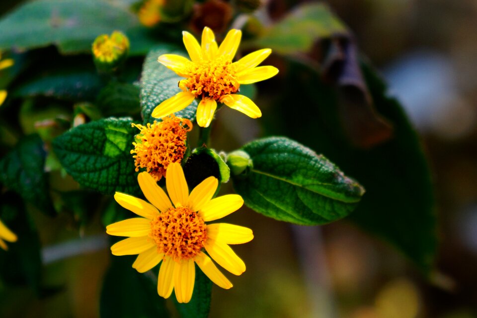 Flowers nature el salvador