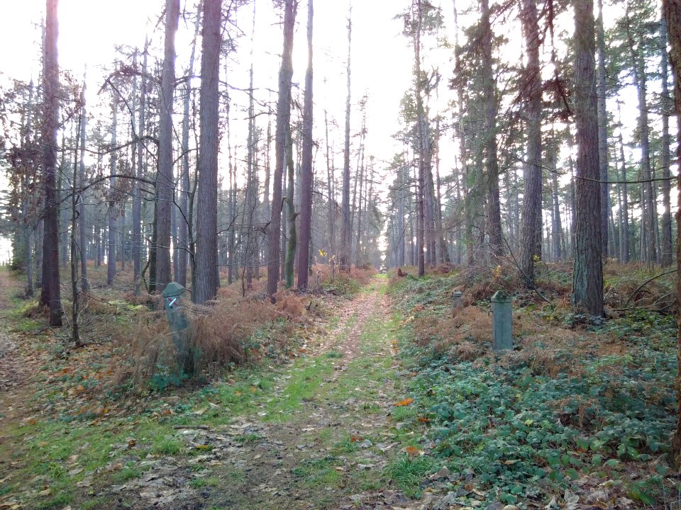 Kapucijnenbos 2