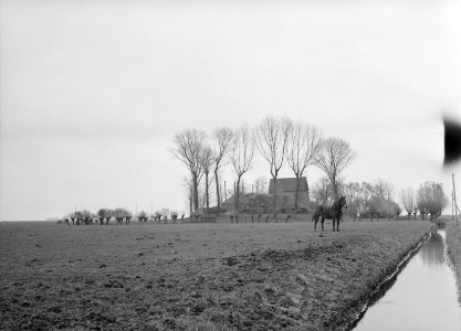 Karakteristieke landschappen, bomen, weide, kampereiland, Bestanddeelnr 164-0152