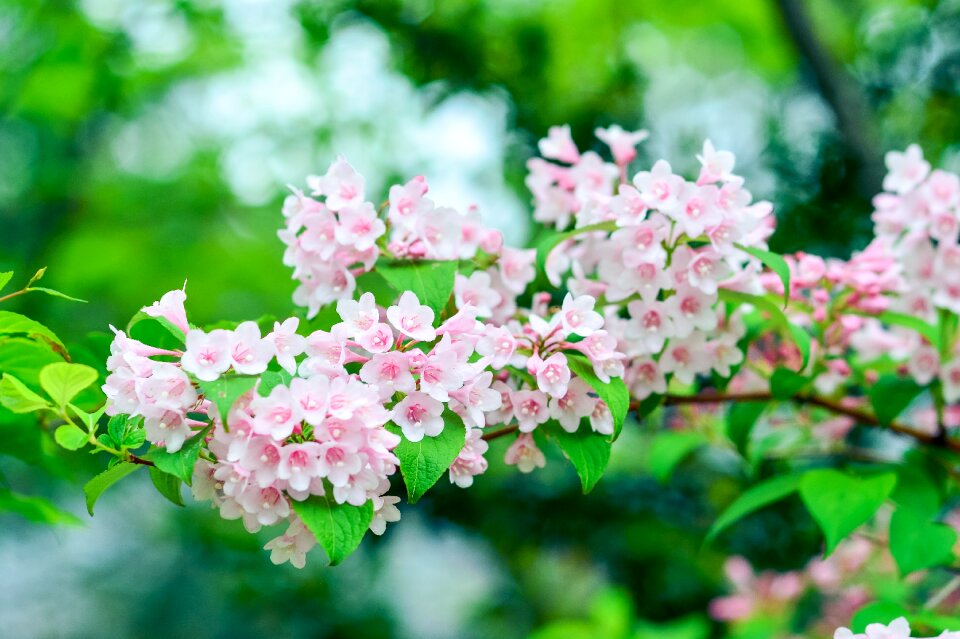 Green flowers pink
