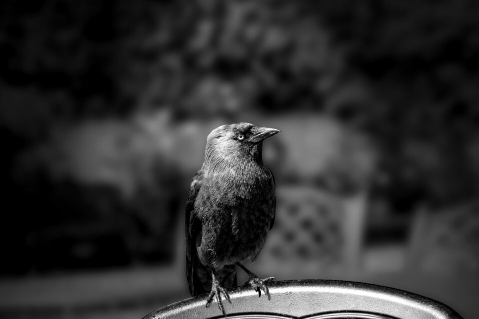 Begging curious black