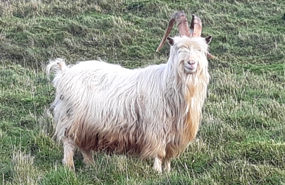 Kashmiri Goat - Capra Markhor (cropped)