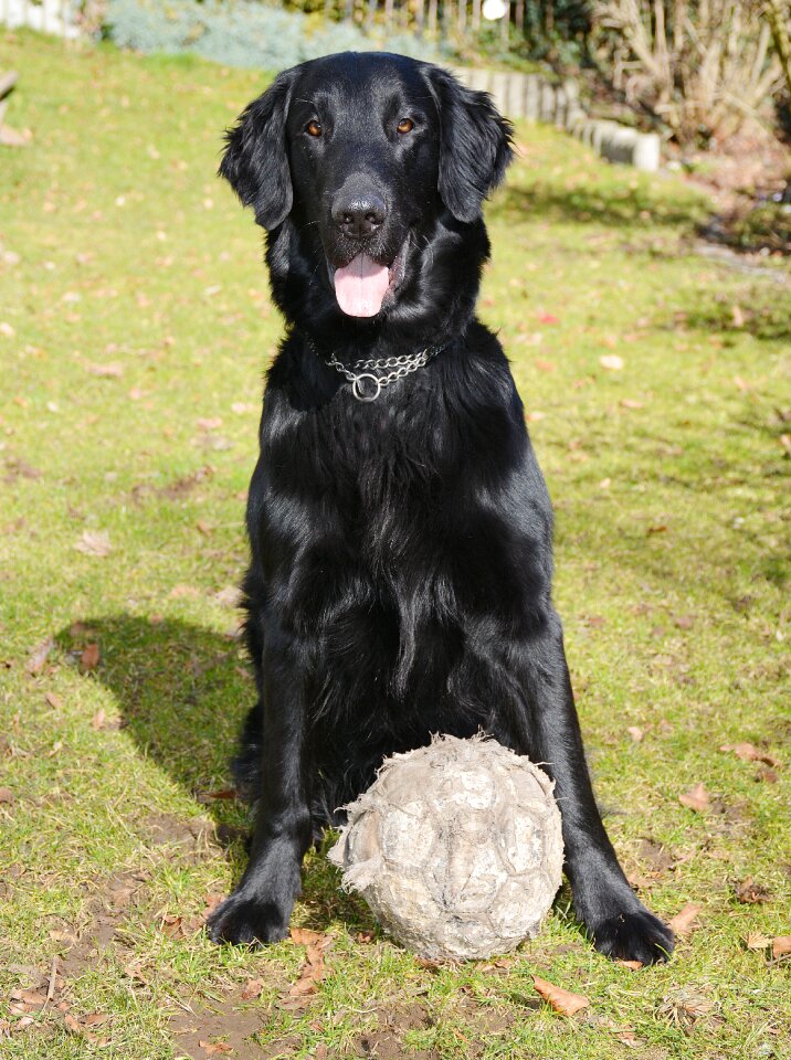 Retriever football cheeky