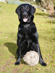Retriever football cheeky