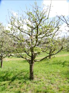 Kardinal Bea Freilichtmuseum Roscheider Hof Ganzer Baum H5