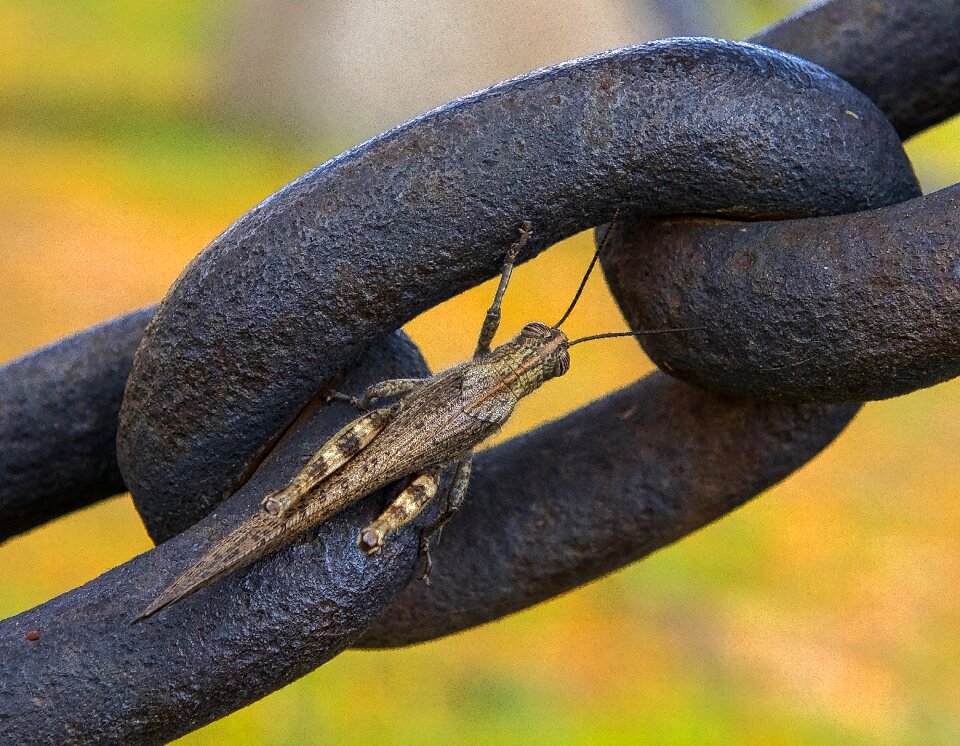 Wildlife macro colorful