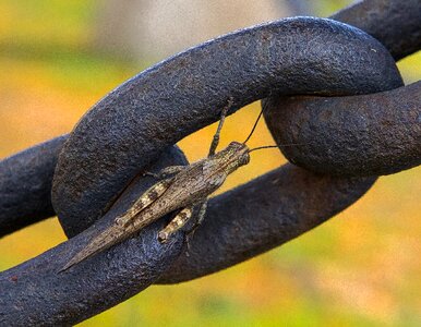 Wildlife macro colorful