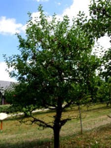 Kardinal Bea Freilichtmuseum Roscheider Hof Ganzer Baum H6
