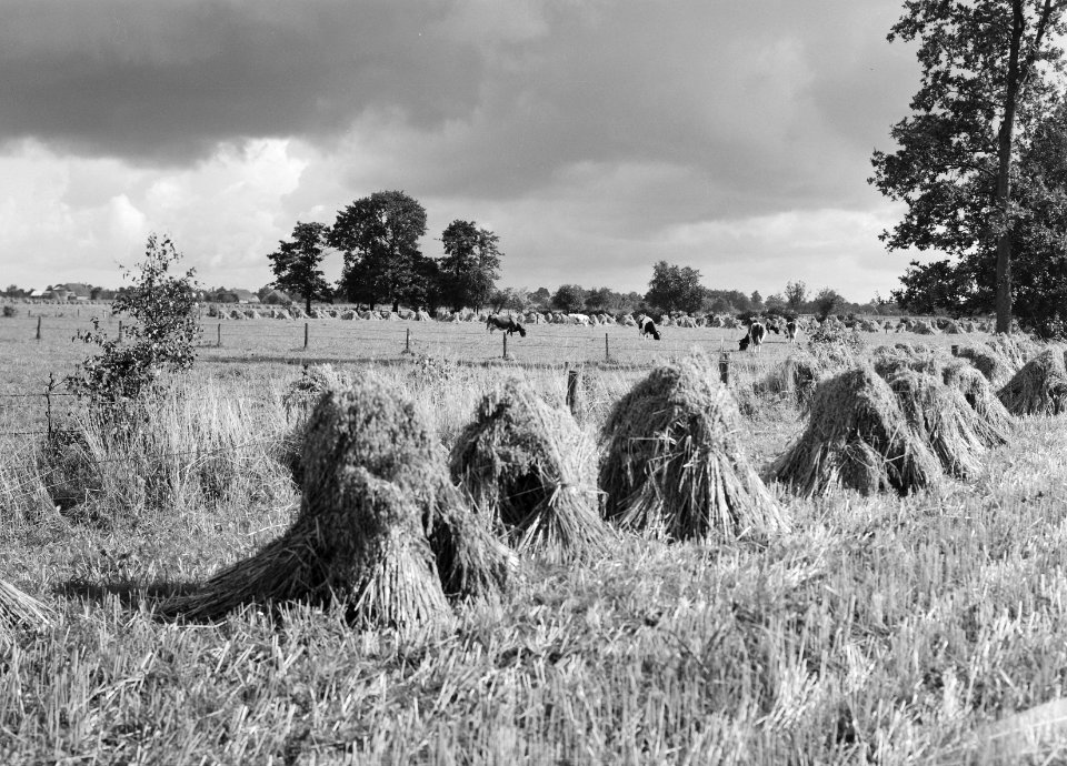 Karakteristieke landschappen, landbouw, rogge, Nieuw-Heeten, Bestanddeelnr 164-0111