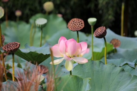 Flower pink nature