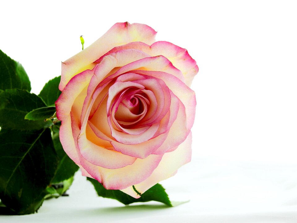 Bloom nature beautiful