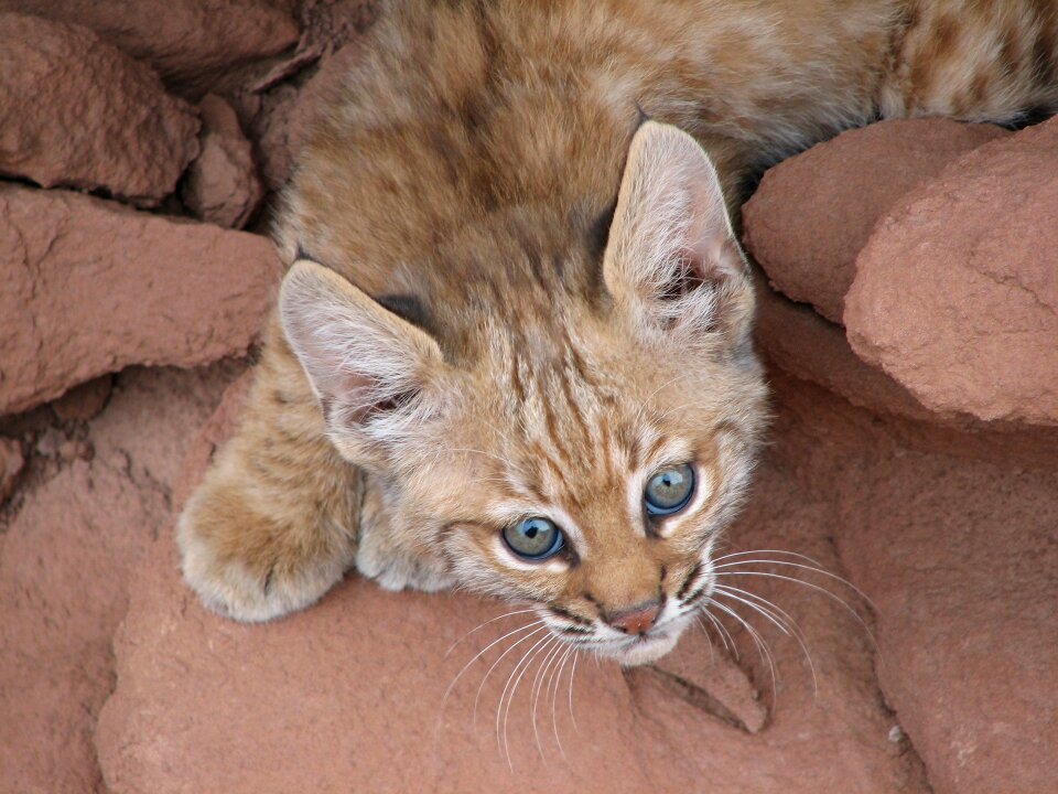Wildlife nature young