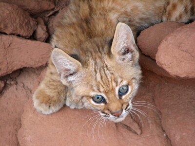 Wildlife nature young