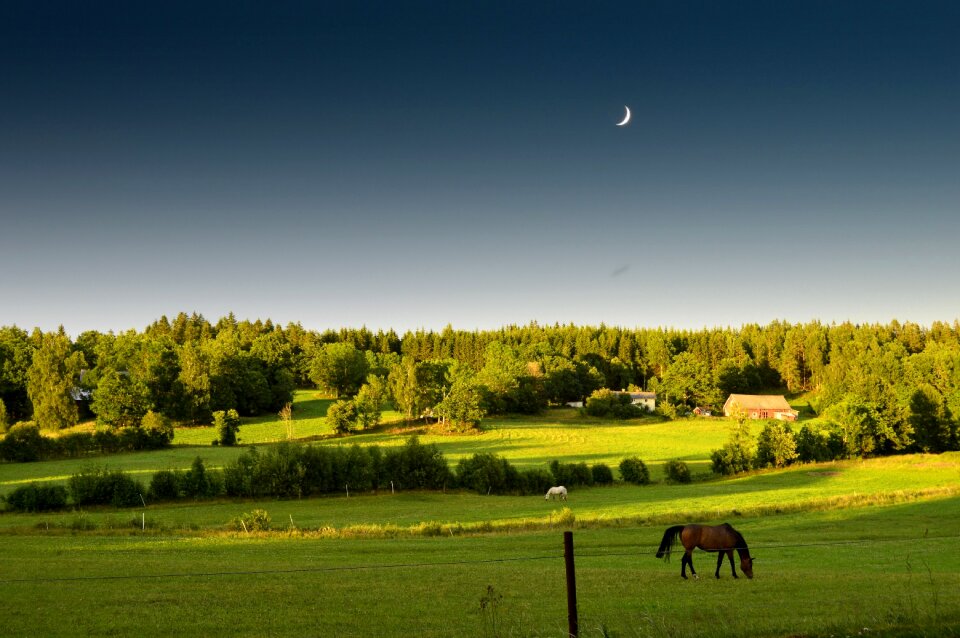 Grass horse forest