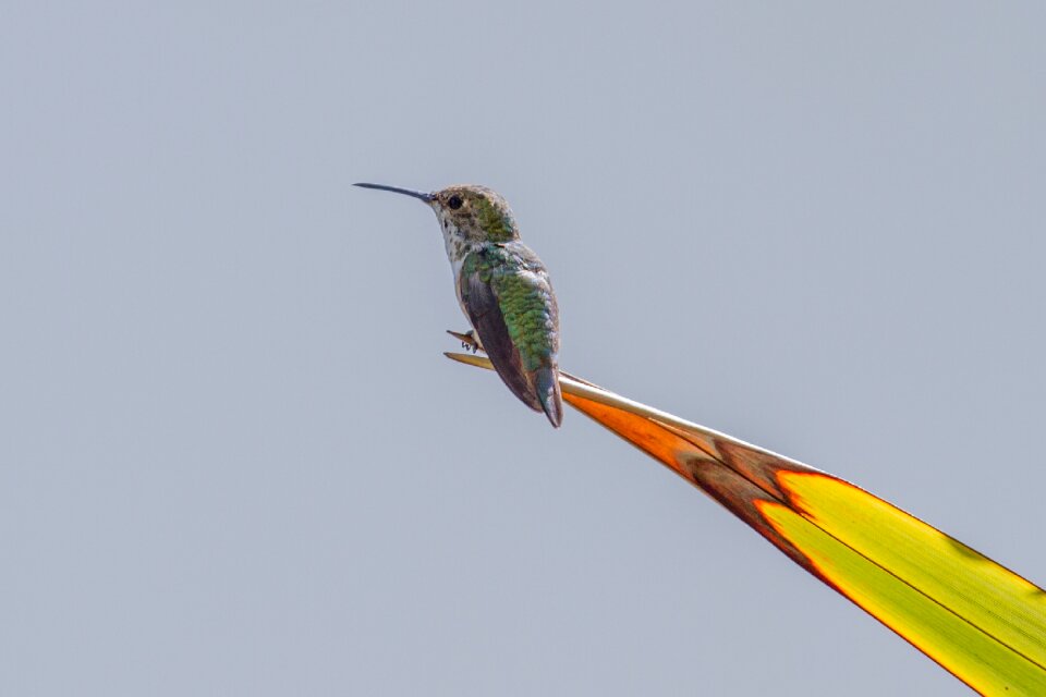 Hummingbird birds swifts
