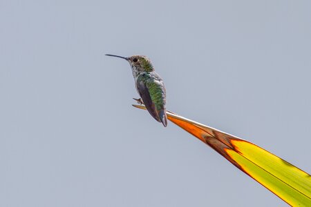 Hummingbird birds swifts photo