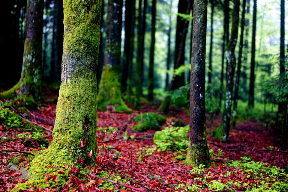 Green brown nature