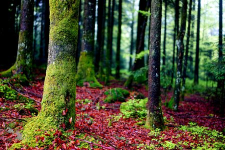 Green brown nature