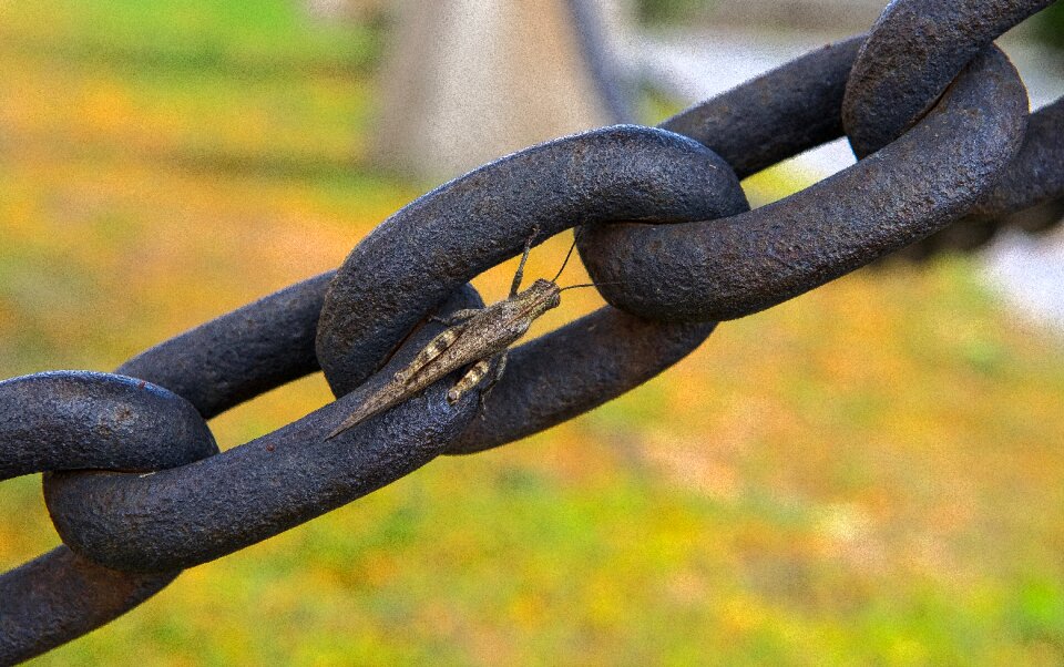 Wildlife macro colorful