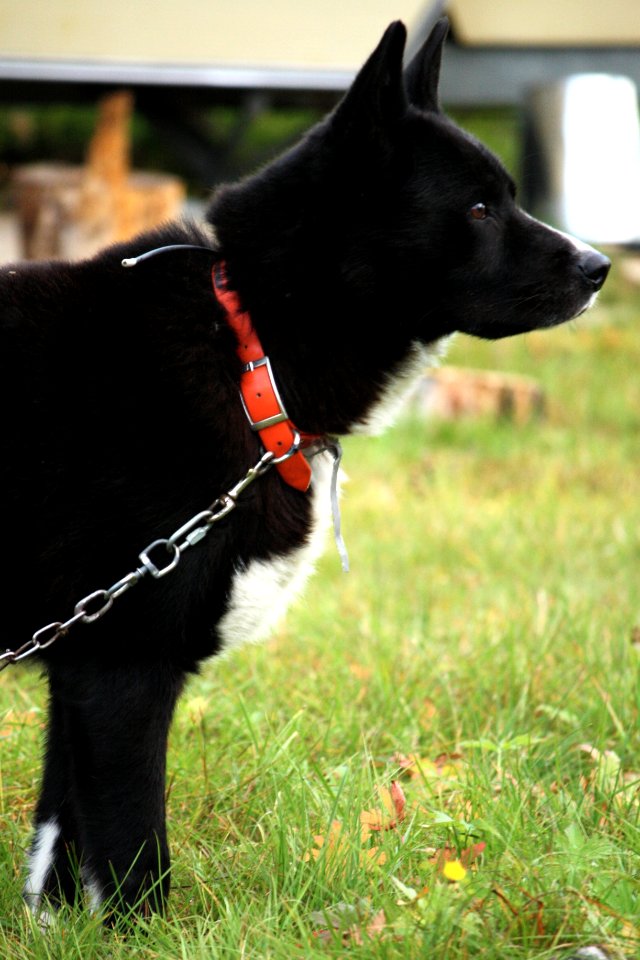Karjalankarhukoira, Karelian Bear Dog standing profile
