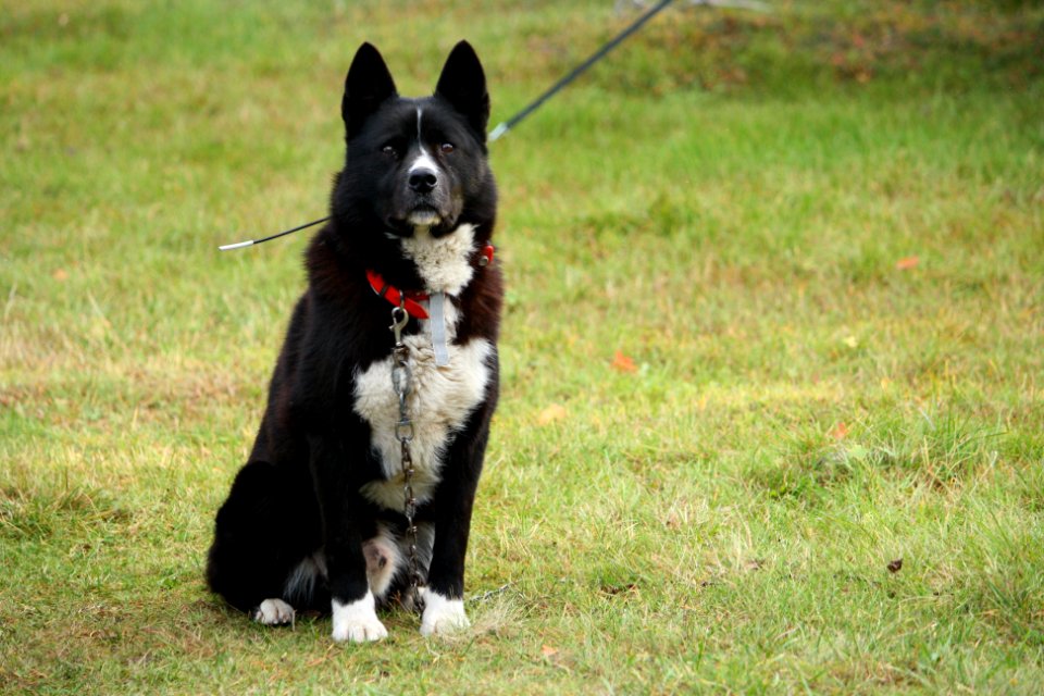 Karjalankarhukoira, Karelian Bear Dog looking at camera