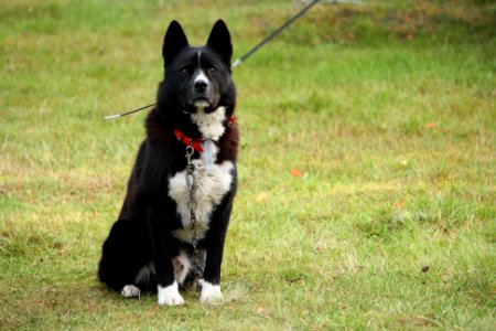 Karjalankarhukoira, Karelian Bear Dog looking at camera