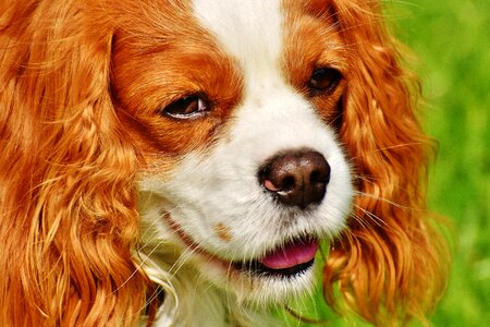 Pet animal fur