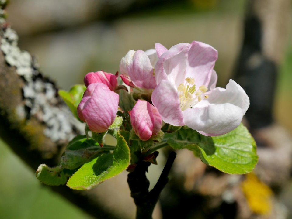 Kardinal Bea Freilichtmuseum Roscheider Hof Blüte H1