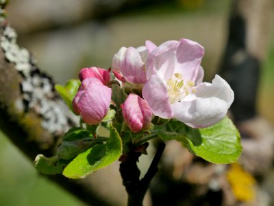 Kardinal Bea Freilichtmuseum Roscheider Hof Blüte H1