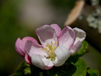 Kardinal Bea Freilichtmuseum Roscheider Hof Blüte H3