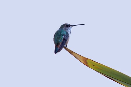 Hummingbird birds swifts photo