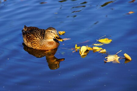 Animal plumage elegant