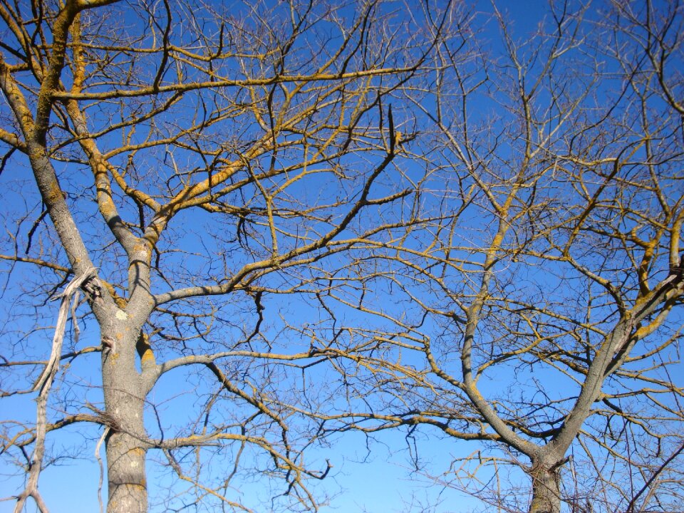 Nature sky plant